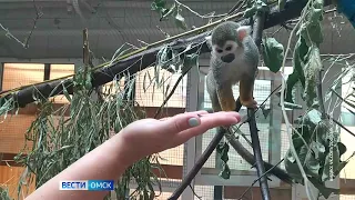 Омичей приглашают на квест — знакомство с приматами зоопарка