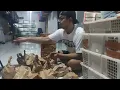 Download Lagu edisi jual ugal-ugalan jual gila jual obral semua jenis burung di kios Alhamdulillah