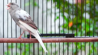 kenari panda gacor istimewa cengkok mewah nembak panjang buat kenari lain auto emosi gacor ngeroll