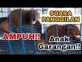 Download Lagu SUARA PANGGILAN GARANGAN | SUARA PANCINGAN GARANGAN | SUARA ANAK GARANGAN MEMANGGIL