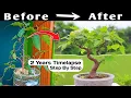Download Lagu Bonsai Time Lapse Years
