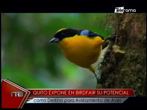 Quito expone en Birdfair su potencial como destino para avistamiento de aves