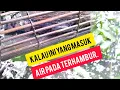 Download Lagu Air Sudah Pasang Lagi, Jadi Bayak Ikan Berdatangan