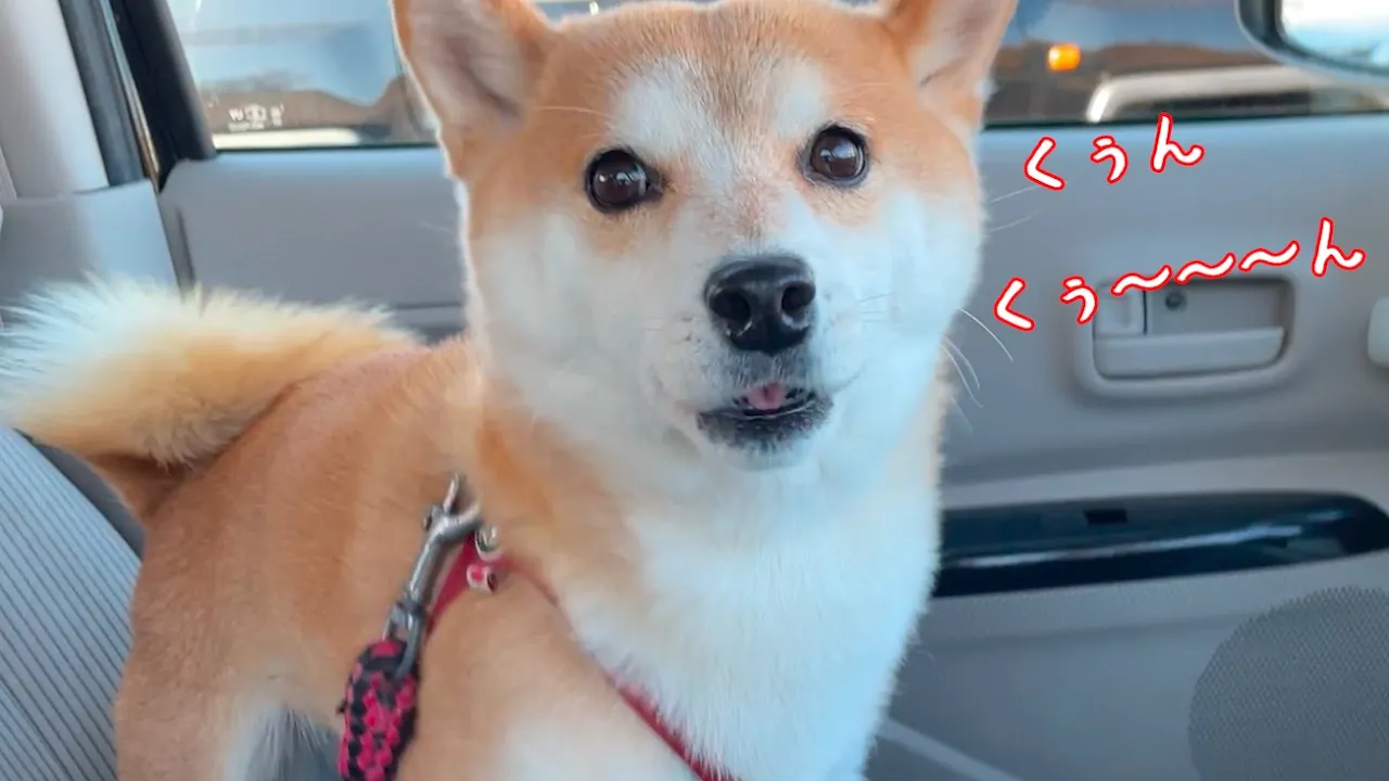 久々に車でドライブがてら公園に行ったら大興奮の柴犬