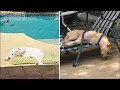 Dog Days of Summer Sully and Radar NBCDFW