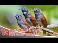 Download Lagu BURUNG TEPUS // JENIS TEPUS DARI KELUARGA TIMALIIDAE