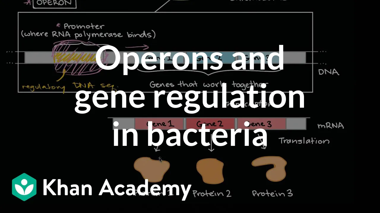 Operons and gene regulation in bacteria