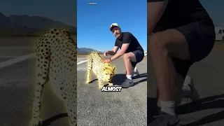 دلیل واقعی که یوزپلنگ ها به شما حمله نمی کنند    حقایق  داستان کوتاه  حیوانات  زندگی حیوانات  حیات وحش دندنها