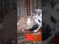 Download Lagu #fancy pigeon #kabootar bazi #kaya kabootar ha #viral short