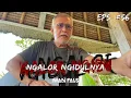 Download Lagu NGALOR NGIDULNYA IWAN FALS - YA HUI HA HE HA | EPS. 56