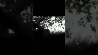 Mythical Creatures Caught On Camera Shorts 