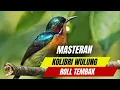 Lagu Masteran Kolibri Wulung Gacor Ngerol Nembak