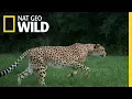 Cheetahs 101 Nat Geo Wild