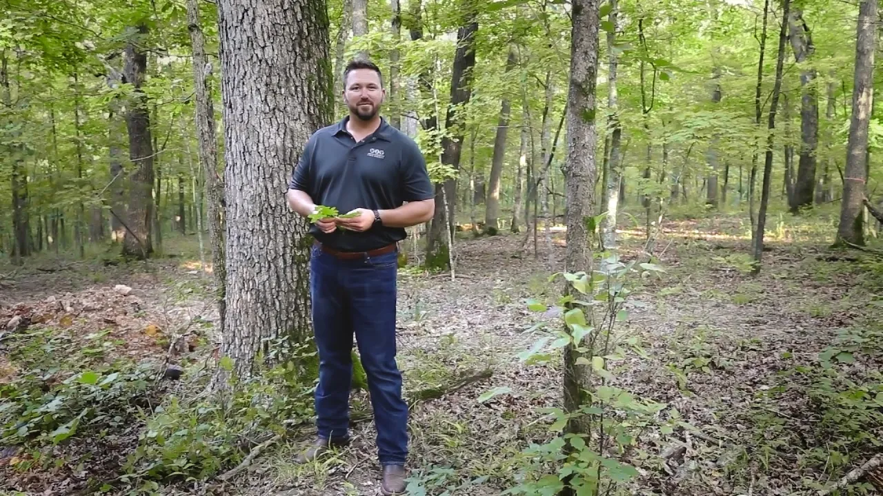 Tour the American Oak Forest with World Cooperage