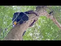 ​Cutting Down a Giant Indian Almond Tree Above a Sacred Temple
