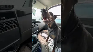 . #Fyp #dream #YouTube #doberman #pets