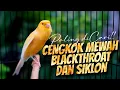 Lagu KENARI GACOR ISIAN BLACKTHROAT DAN SIKLON MANJUR buat MASTERAN KENARI PAUD CALON JUARA