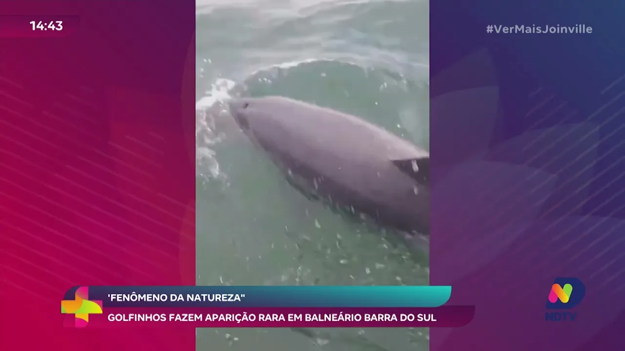 'Fenômeno da natureza golfinhos fazem aparição rara em Balneário Barra do Sul