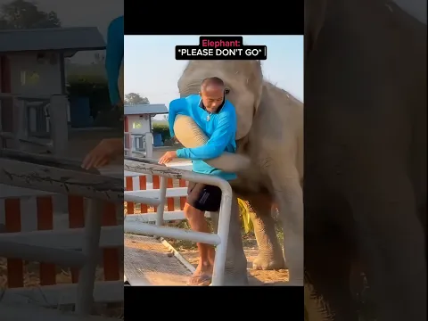 This Elephant Just Won’t Let Him Leave 🥺🐘