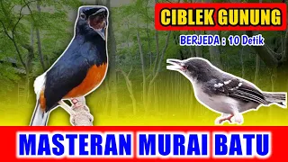 masteran murai batu suara ciblek ngebren jernih keras berjeda 10 detik untuk variasi 2