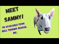 Sammy a male Bull Terrier from Bull Terrier Rescue Inc-adopted