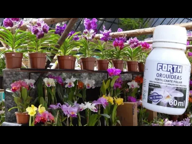 ESSE ADUBO FAZ QUALQUER ORQUÍDEA FLORIR (ADUBO FOLIAR)