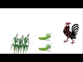 B7 4 Bioaccumulation