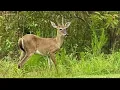 Georgia DNR rolls out map to help prevent deer collisions