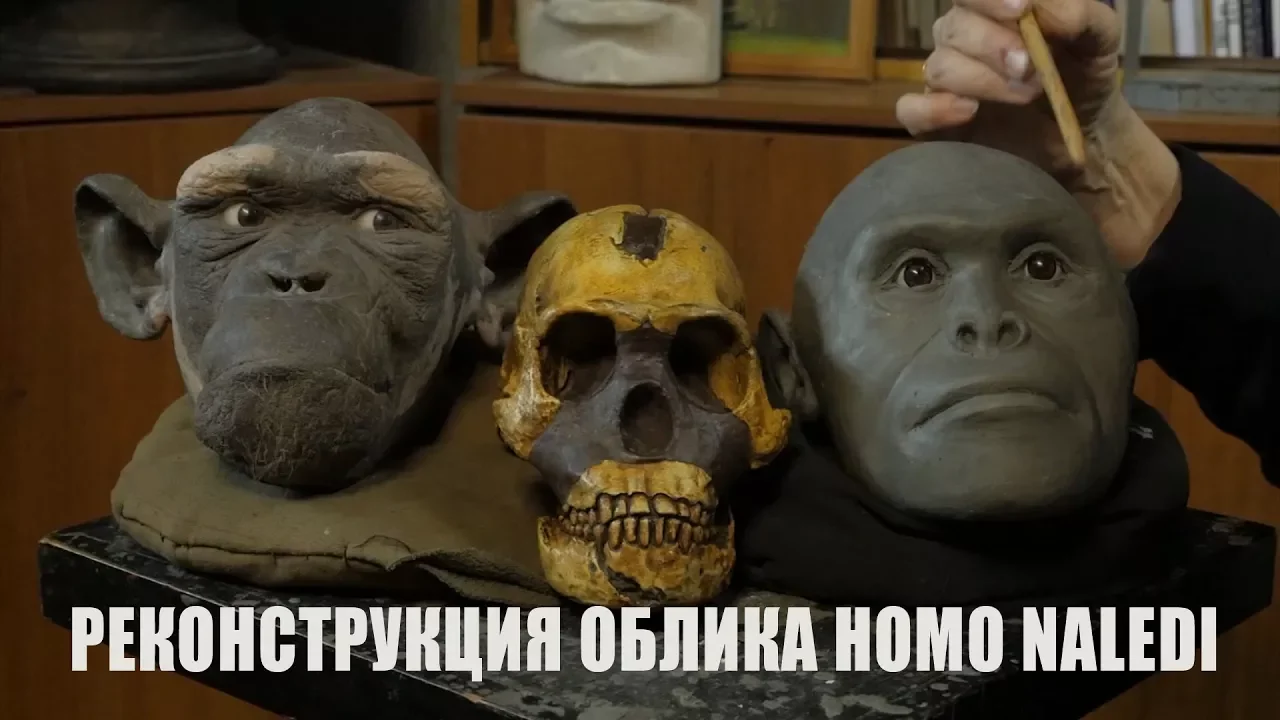 Реконструкция облика Homo naledi | Как ученые восстанавливают внешность?