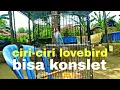 Download Lagu SUARA LOVEBIRD JANTAN ( NADA KERING )