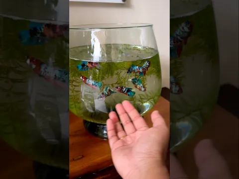 Plakat Full Sized Candy Betta Fish🤪❤️🥳 #fish #bettafish #thailand #bangkok #plakatbetta #fishlover