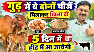 गुड़ में ये दोनों चीजें मिलाकर खिला दो 5 दिन में हीट में आ जायेगी 👉🏻 गाय भैंस को हीट में कैसे लाएं