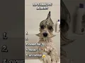 Download Lagu Ranking Funny Dog Videos! #funny #dog #shorts