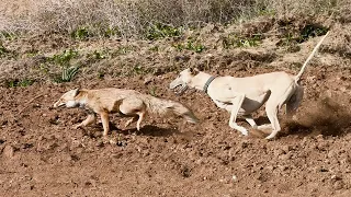 صيد الثعالب بكلاب السلوقي بالمغرب La Chasse Du Renard Aux Chiens Courants Fox Hunting  صيد الثعالب بكلاب السلوقي بالمغرب La Chasse Du Renard Aux Chiens Courants Fox Hunting