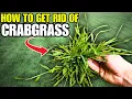 I Tested 3 Crabgrass Controls Only ONE Actually Worked