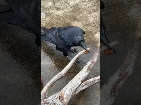 This crow is very intelligent 🐦‍⬛