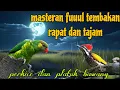 Lagu Fuuul tembakan pedes 🔥 perkici dan platuk bawang 