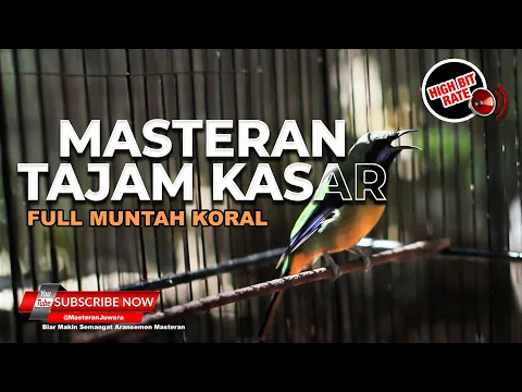 Download MP3 🔴Masteran Tembakan Kasar Materi Termewah Cucak Cungkok Full Isian Ngesrek