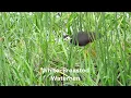 Download Lagu WHITE-BREASTED WATERHEN