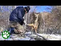 Wild deer waits patiently for man to free her