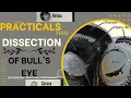 10th Biology practicals Dissection of Bull s eye