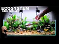 Cory Betta ECOSYSTEM Shallow Aquarium AQUASCAPE TUTORIAL