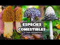 7 Edible Mushroom Species you could find in the forest and how to find them