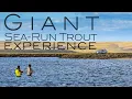 Villa Maria Lodge Giant Rio Grande Sea-Run Brown Trout