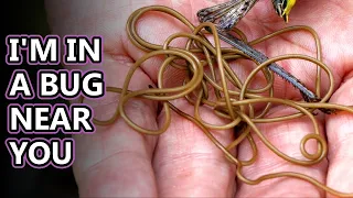 Download Horsehair Worm facts: not for the squeamish | Animal Fact Files MP3