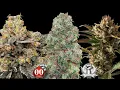 Attitude Seedbank