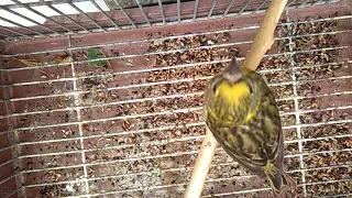 بتبتة تحفز طائر السورا على التغريد بهيجان 