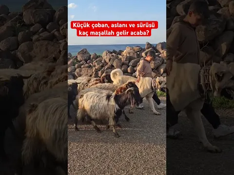 KÜÇÜK ÇOBAN, ASLANI VE SÜRÜSÜ! MAŞALLAH DİYELİM! #dogs #kangal #wolfcales