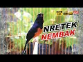Download Lagu KRETEKAN MURAI CARI LAWAN - AMPUH buat Pancingan murai batu pastol agar bunyi