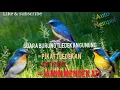 Download Lagu Mp3 suara ampuh pikat burung tledekan gunung